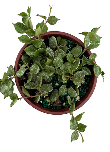 Hoya Curtisii Care | Care Guide | Plant Proper