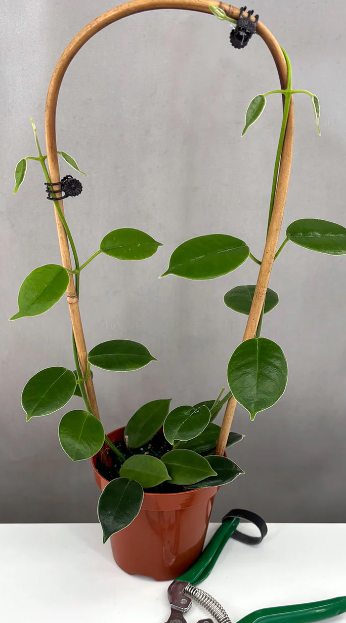 Hoya cv Monette Care | Care Guide | Plant Proper
