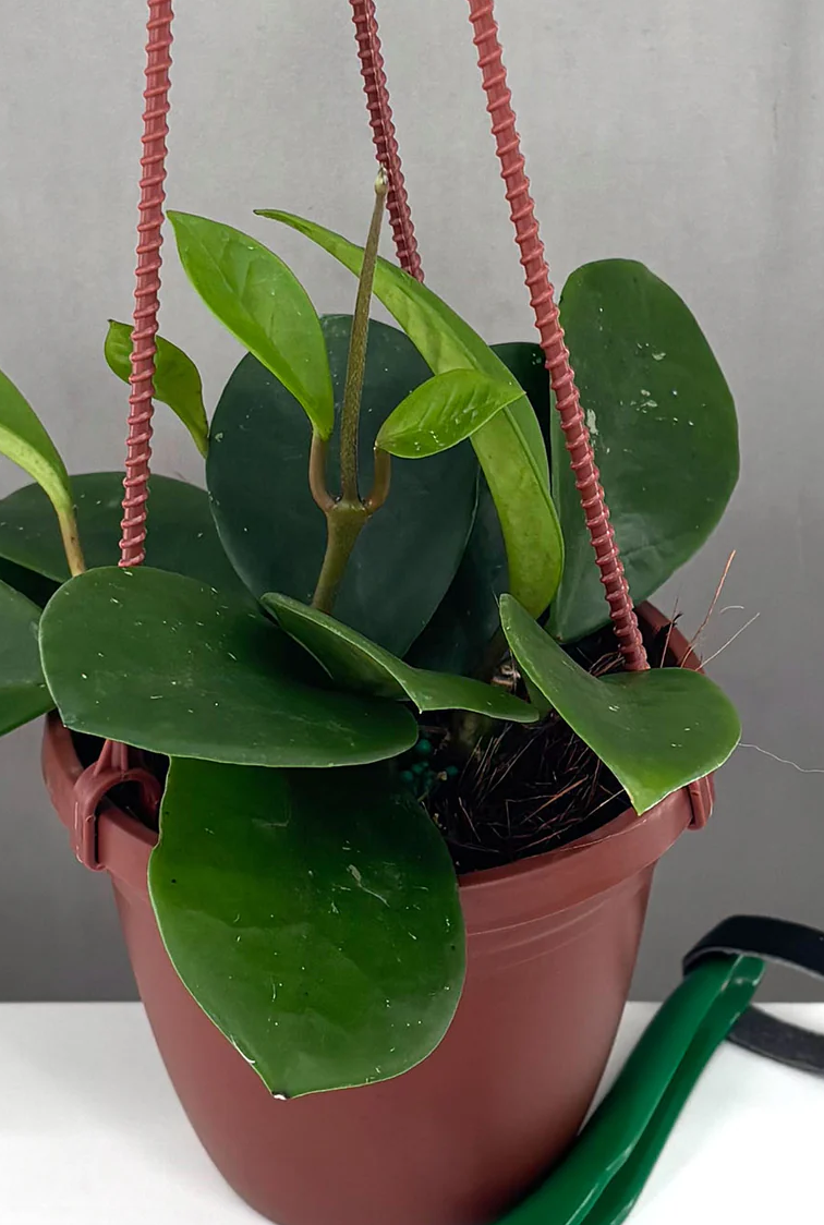 Hoya David's Green Cup Care | Care Guide | Plant Proper