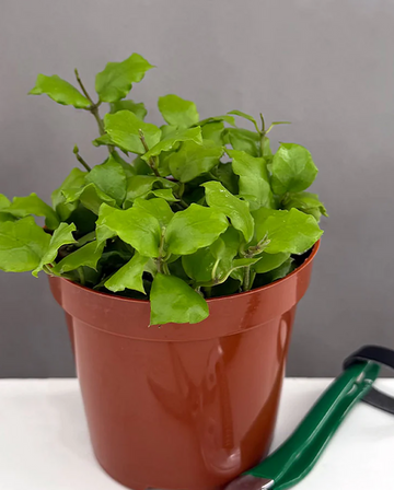 Hoya Endauensis Care | Care Guide | Plant Proper