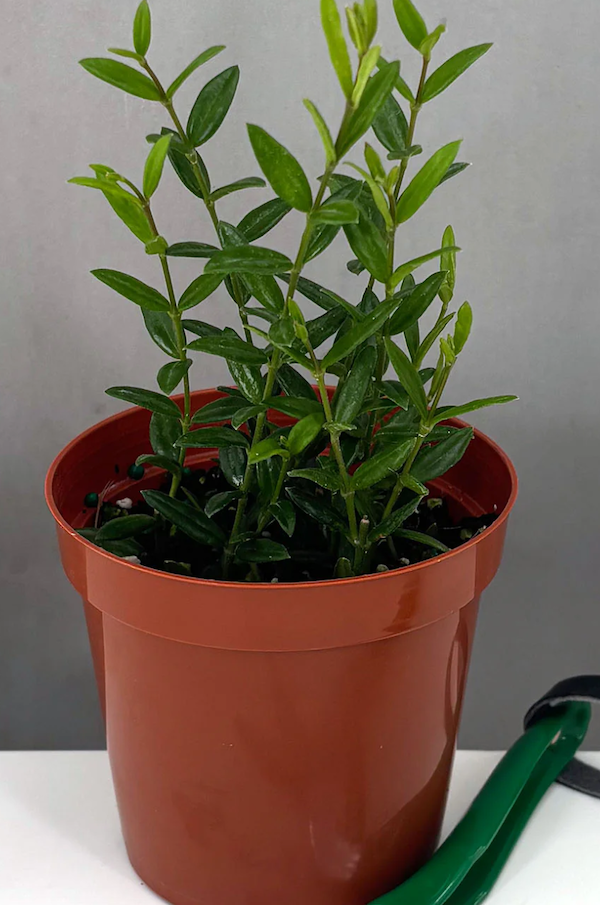 Hoya Engleriana Care | Care Guide | Plant Proper