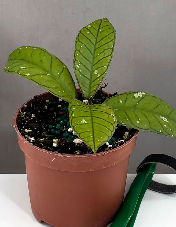 Hoya Gunung Gading Care | Care Guide | Plant Proper