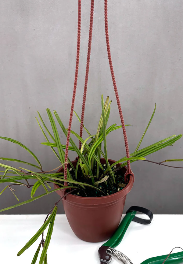Hoya Insularis Care | Care Guide | Plant Proper