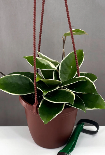 Hoya Krimson Queen Care | Care Guide | Plant Proper