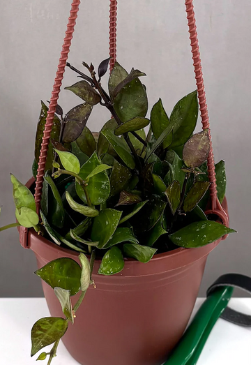 Hoya Krohniana Black Care | Care Guide | Plant Proper