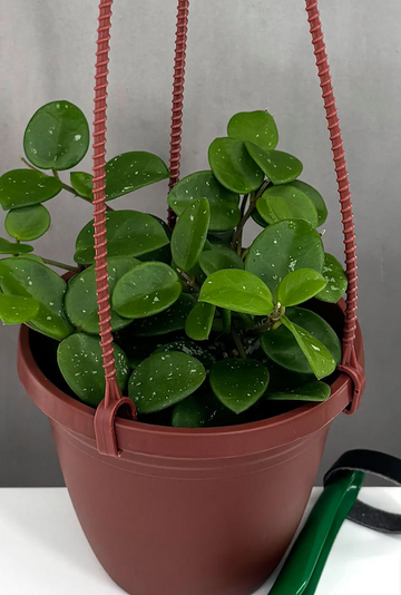 Hoya Mathilde Care | Care Guide | Plant Proper