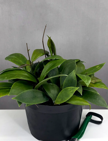 Hoya Mindorensis Red Care | Care Guide | Plant Proper