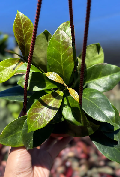 Hoya Obscura Care | Care Guide | Plant Proper