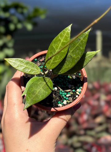 Hoya Pallida Bogor Care | Care Guide | Plant Proper