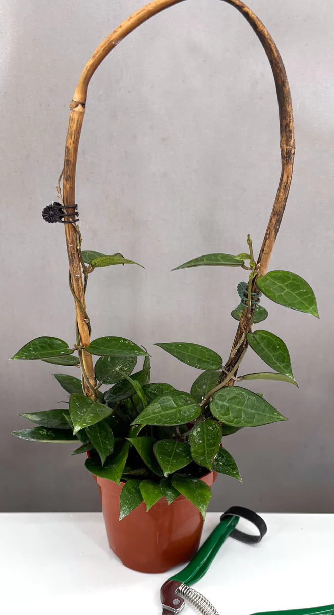 Hoya Parasitica Black Margin Care | Plant Proper