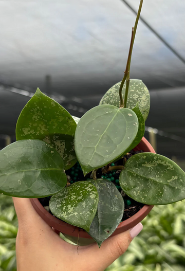 Hoya Parasitica Splash Care | Care Guide | Plant Proper