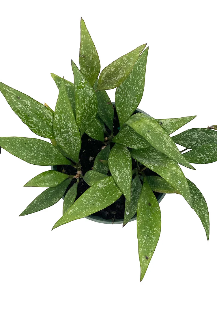 Hoya Parviflora Care | Care Guide | Plant Proper