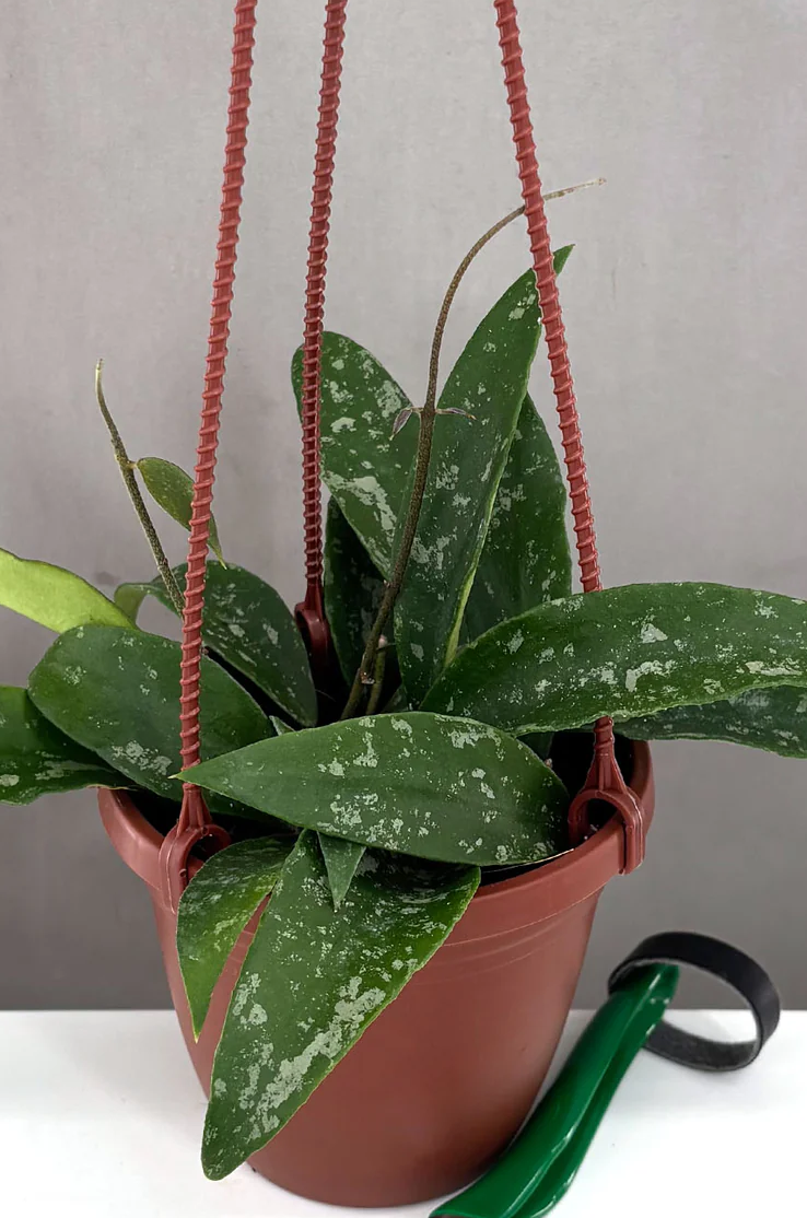 Hoya Phuwuaensis Care | Care Guide | Plant Proper