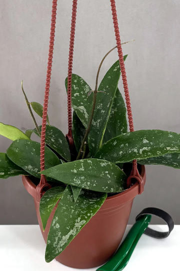 Hoya Phuwuaensis Care | Care Guide | Plant Proper