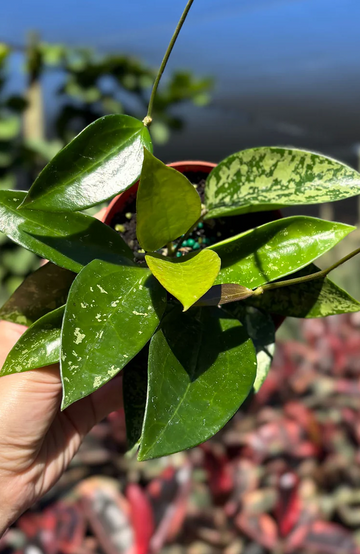 Hoya Pottsii Splash Care | Care Guide | Plant Proper
