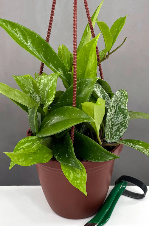 Hoya Pubicalyx Splash Care | Plant Guide | Plant Proper