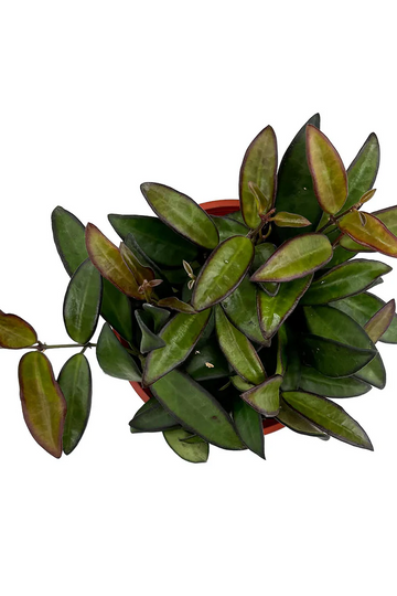Hoya Rosita Care | Care Guides | Plant Proper