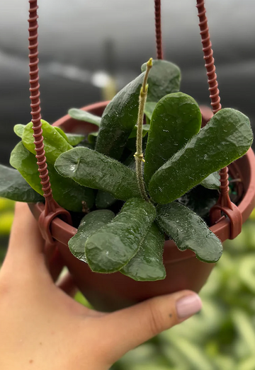 Hoya Rotundiflora Care | Care Guides | Plant Proper