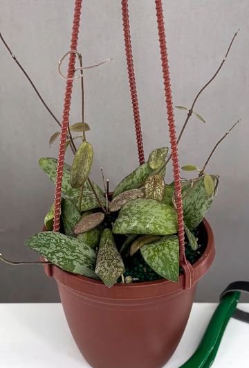 Hoya Sigillatis Round Leaf Care | Care Guide | Plant Proper