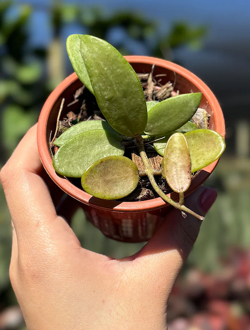Hoya Silver Lady Care | Care Guide | Plant Proper
