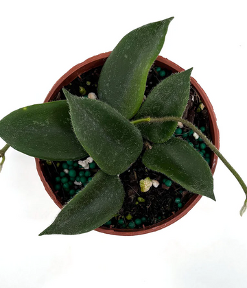 Hoya Thomsonii Pink Care | Care Guide | Plant Proper