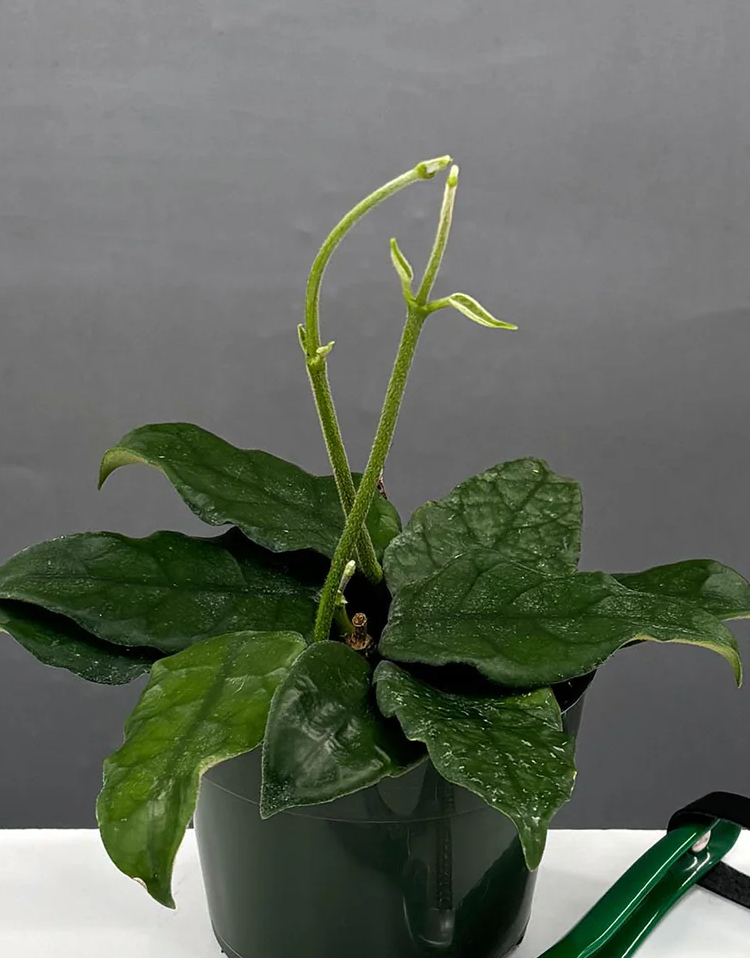 Hoya Villosa Care | Care Guide | Plant Proper