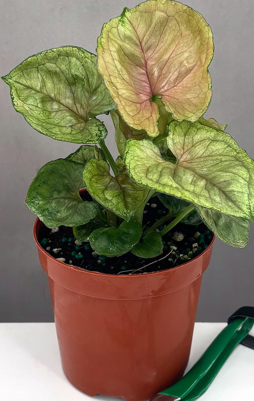 Syngonium Mango Allusion Care | Care Guide | Plant Proper