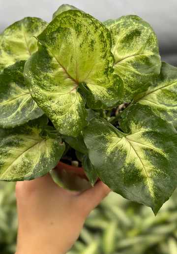 Syngonium Bob Allusion Care | Care Guide | Plant Proper