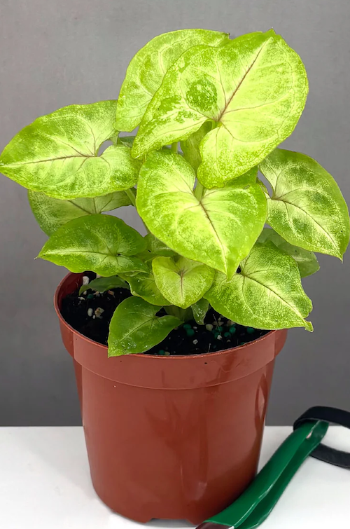 Syngonium Gold Allusion Care | Care Guide | Plant Proper