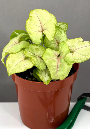 Syngonium Chiffon Allusion Care | Care Guide | Plant Proper