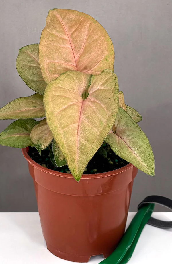 Syngonium Regina Red Care | Care Guide | Plant Proper