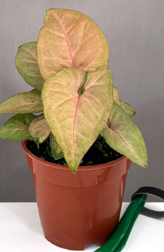 Syngonium Regina Red Care | Care Guide | Plant Proper