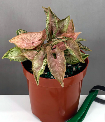 Syngonium Pink Rolli Care | Care Guide | Plant Proper