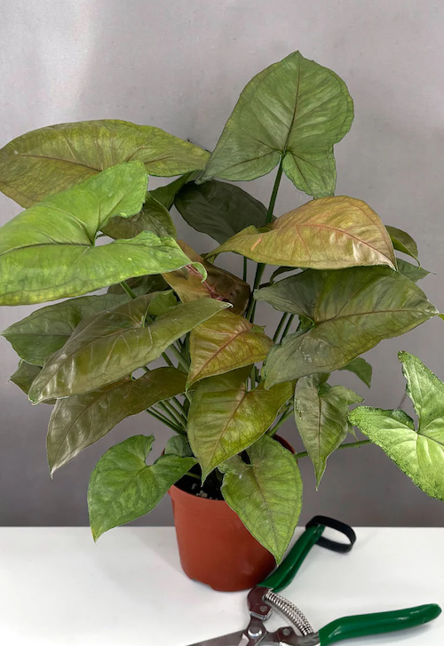 Syngonium Candy Berry Care | Care Guide | Plant Proper