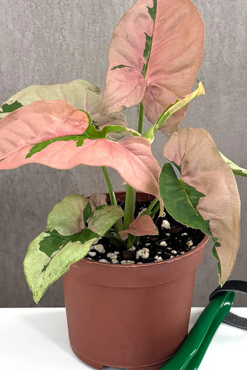 Syngonium Pink Lava Care | Care Guide | Plant Proper