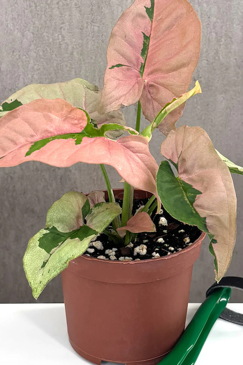 Syngonium Pink Lava Care | Care Guide | Plant Proper