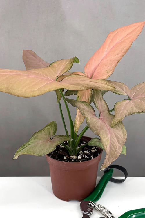 Syngonium Pink Perfection Care | Care Guide | Plant Proper
