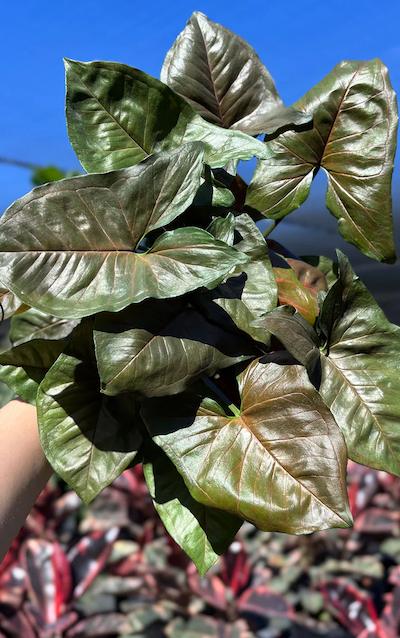 Syngonium Merry Maria Care | Care Guide | Plant Proper