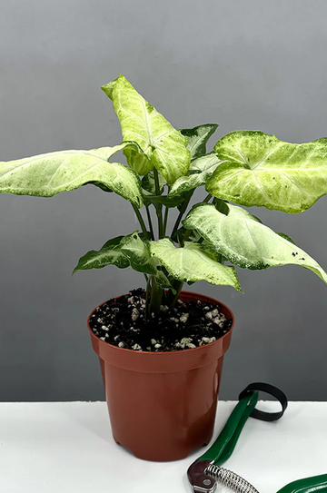  Syngonium Green Freckles Care | Care Guide | Plant Proper