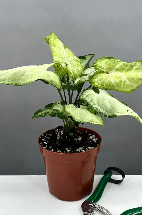 Syngonium Green Freckles Care | Care Guide | Plant Proper
