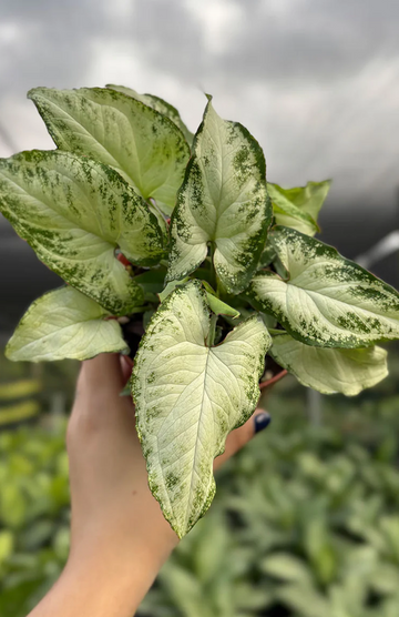 Syngonium Holly Care | Care Guide | Plant Proper