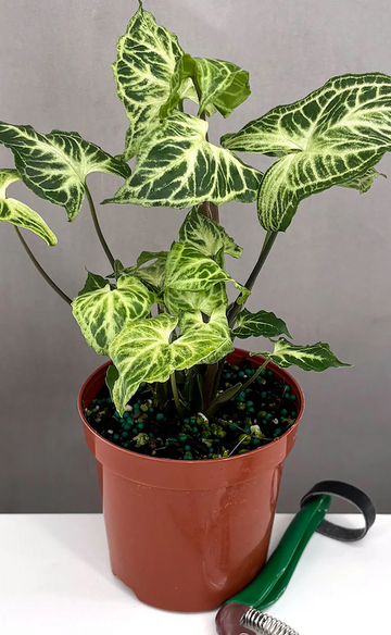 Syngonium Batik Care | Care Guide | Plant Proper