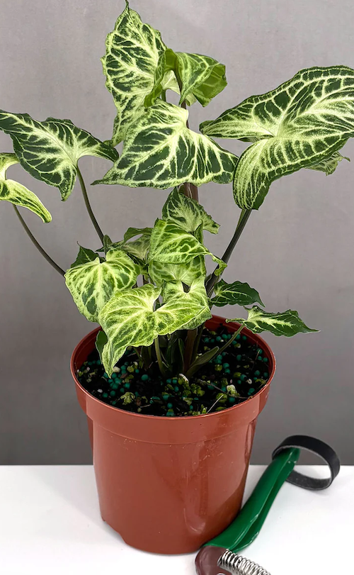 Syngonium Batik Care | Care Guide | Plant Proper