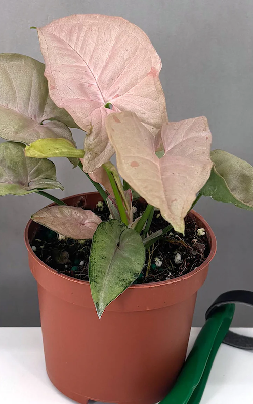 Syngonium Pink Spot Care | Care Guide | Plant Proper