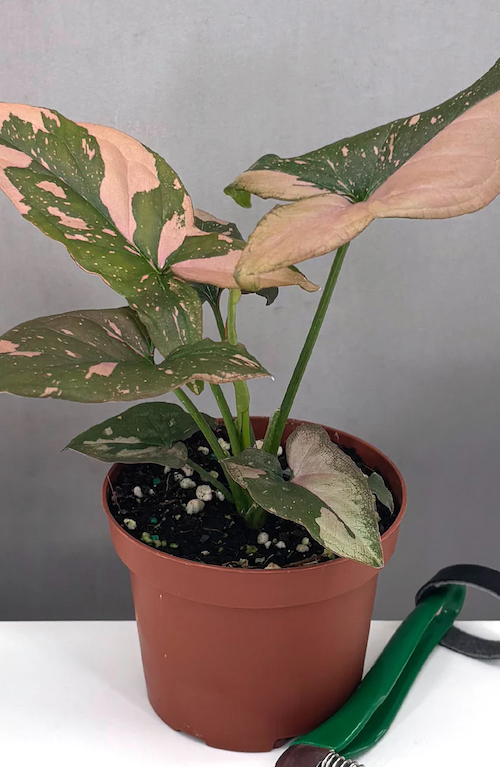 Syngonium Pink Splash Care | Care Guide | Plant Proper