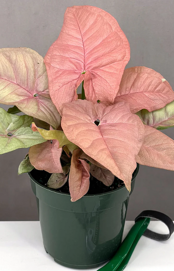 Syngonium Neon Pink Care | Care Guide | Plant Proper