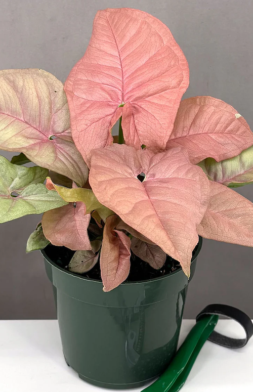 Syngonium Neon Pink Care | Care Guide | Plant Proper