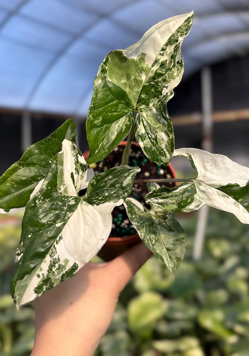 Syngonium Albo Care | Plant Guide | Plant Proper