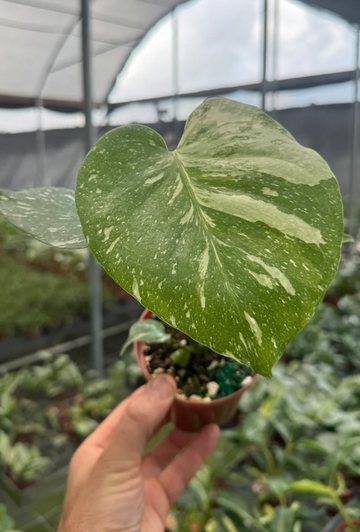 Monstera Thai Constellation Care | Plant Guide | Plant Proper