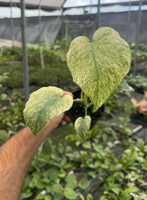 Monstera Mint Care | Care Guide | Plant Proper